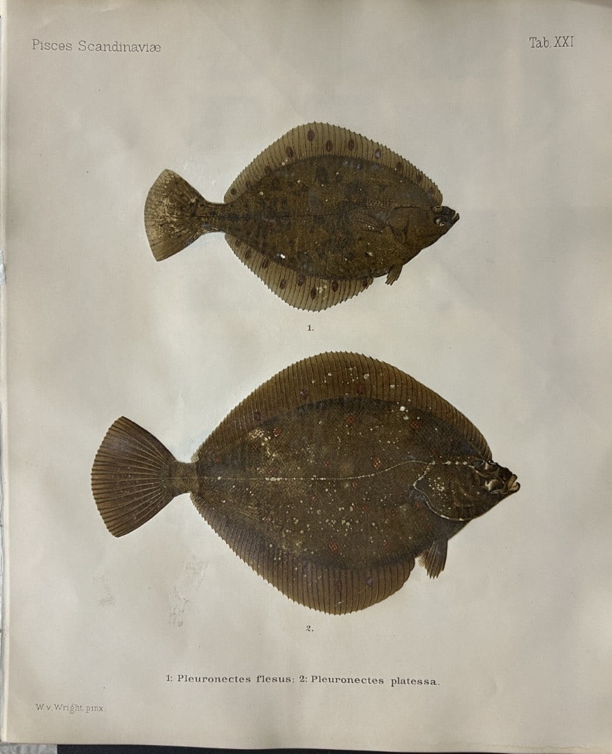 Wilhelm von Wright - Beautiful lithograph of Scandinavian Fishes 1892: This lithograph is from the second larger edition of Skandinaviens Fiskar or The Fishes of Scandinavia drawn by Wilhelm von Wright.Published by Norsted and Soners Forlag, Stockholm, 1892.This work pro