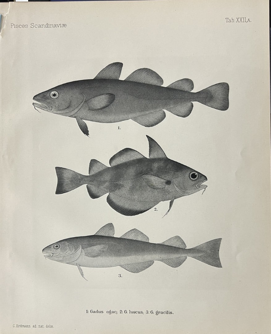 Wilhelm von Wright - Beautiful lithograph of Scandinavian Fishes 1892: This lithograph is from the second larger edition of Skandinaviens Fiskar or The Fishes of Scandinavia drawn by Wilhelm von Wright.Published by Norsted and Soners Forlag, Stockholm, 1892.This work pro