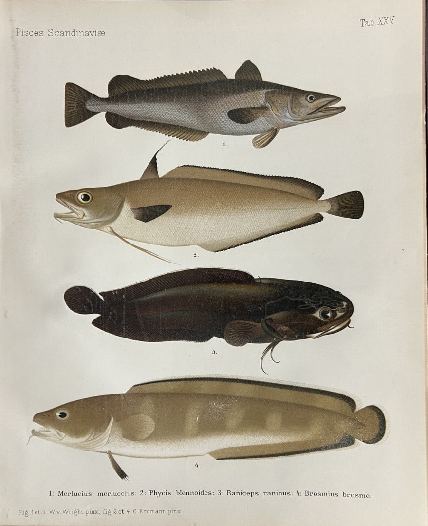 Wilhelm von Wright - Beautiful lithograph of Scandinavian Fishes 1892: This lithograph is from the second larger edition of Skandinaviens Fiskar or The Fishes of Scandinavia drawn by Wilhelm von Wright.Published by Norsted and Soners Forlag, Stockholm, 1892.This work pro
