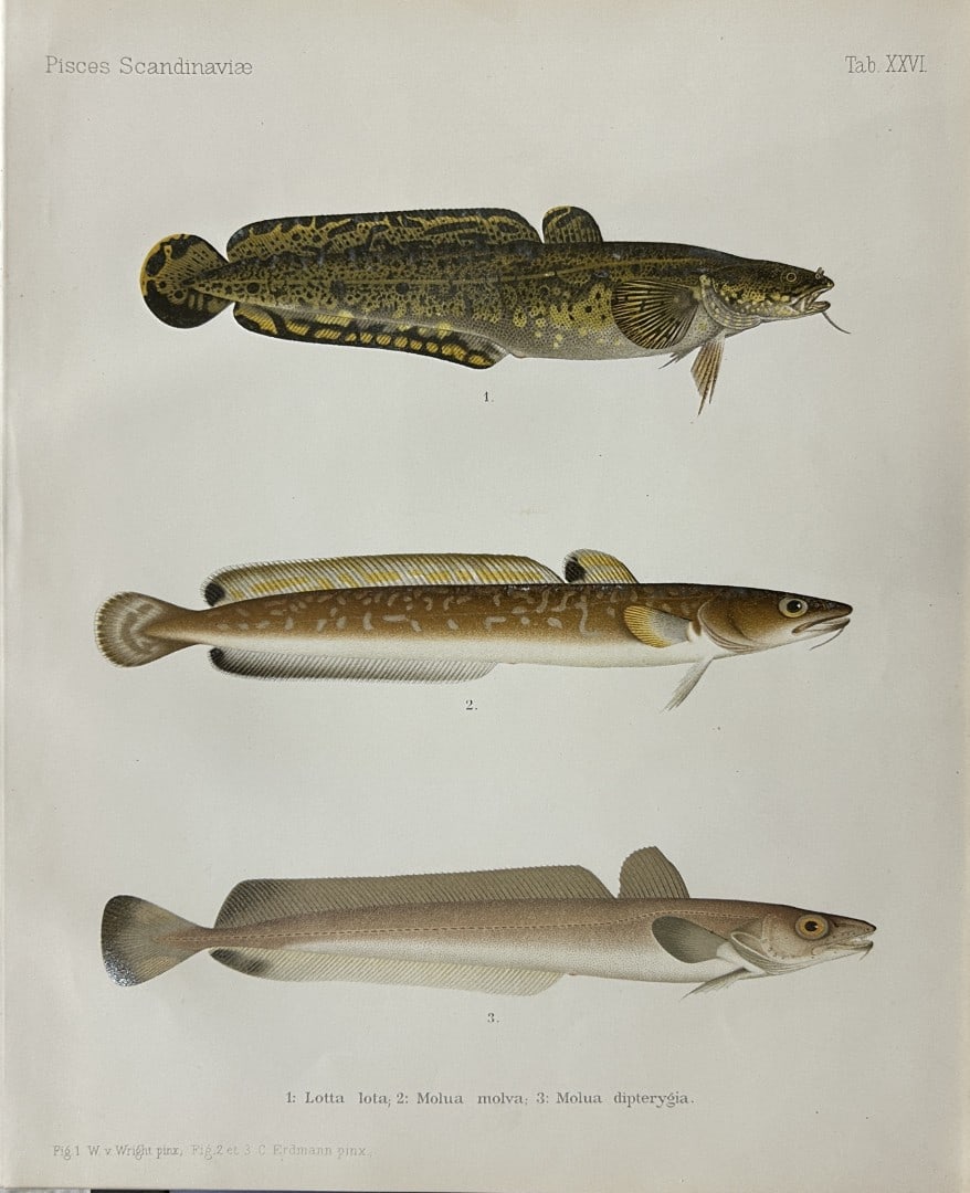 Wilhelm von Wright - Beautiful lithograph of Scandinavian Fishes 1892: This lithograph is from the second larger edition of Skandinaviens Fiskar or The Fishes of Scandinavia drawn by Wilhelm von Wright.Published by Norsted and Soners Forlag, Stockholm, 1892.This work pro