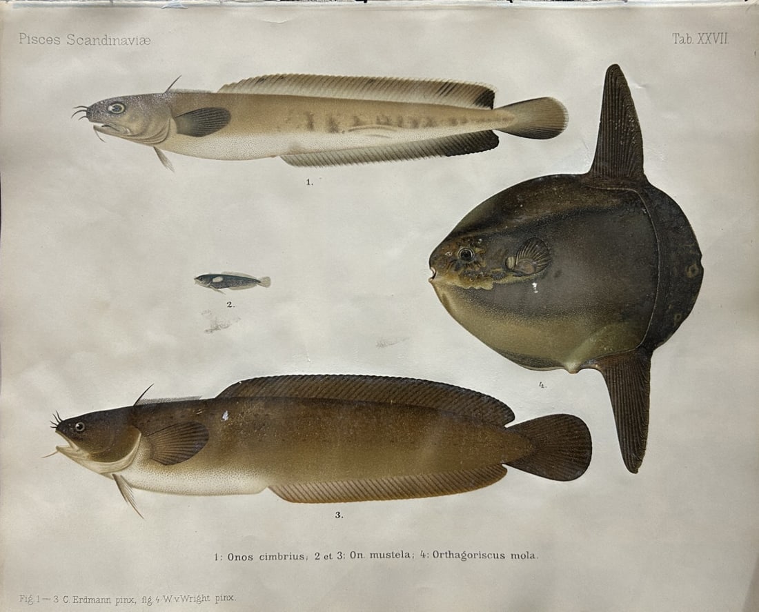 Wilhelm von Wright - Beautiful lithograph of Scandinavian Fishes 1892: This lithograph is from the second larger edition of Skandinaviens Fiskar or The Fishes of Scandinavia drawn by Wilhelm von Wright.Published by Norsted and Soners Forlag, Stockholm, 1892.This work pro
