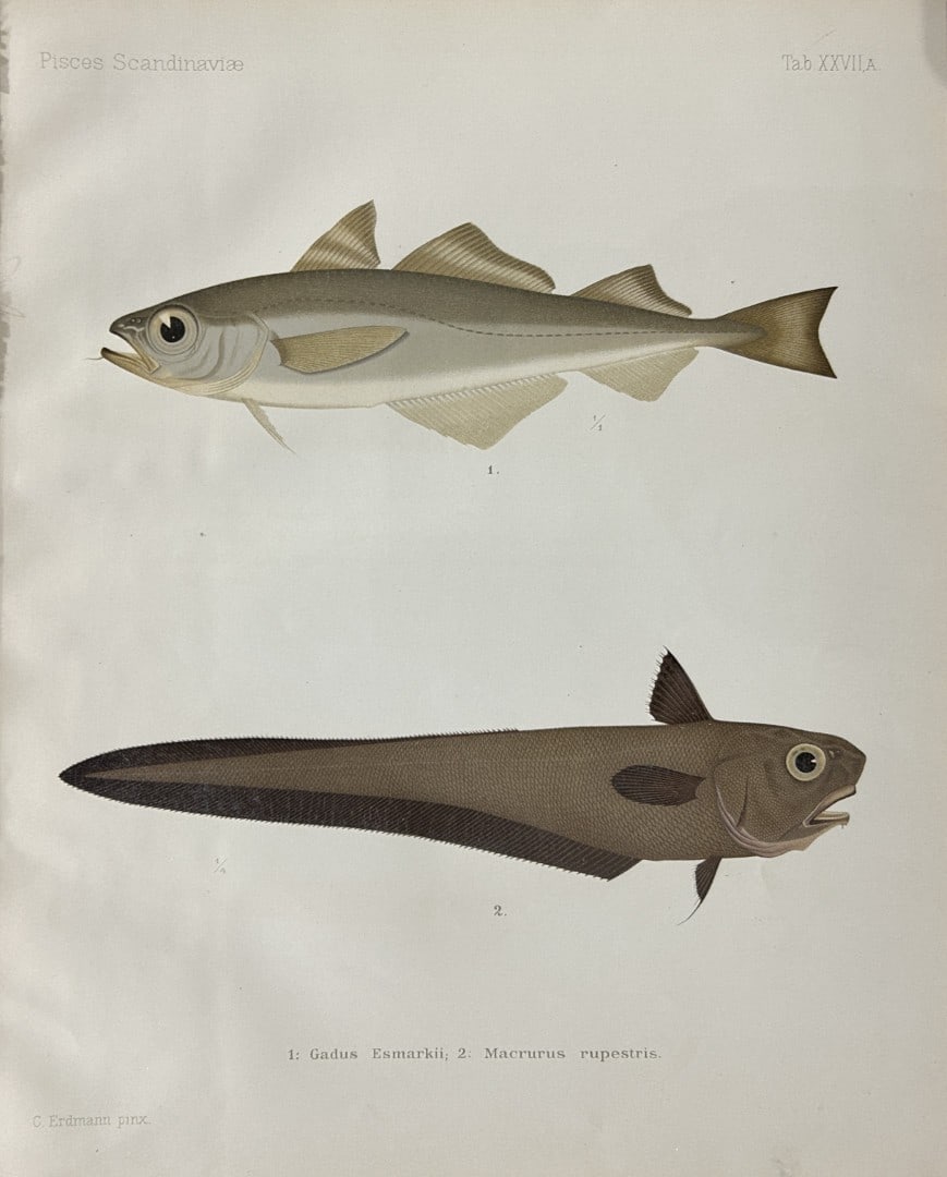 Wilhelm von Wright - Beautiful lithograph of Scandinavian Fishes 1892: This lithograph is from the second larger edition of Skandinaviens Fiskar or The Fishes of Scandinavia drawn by Wilhelm von Wright.Published by Norsted and Soners Forlag, Stockholm, 1892.This work pro