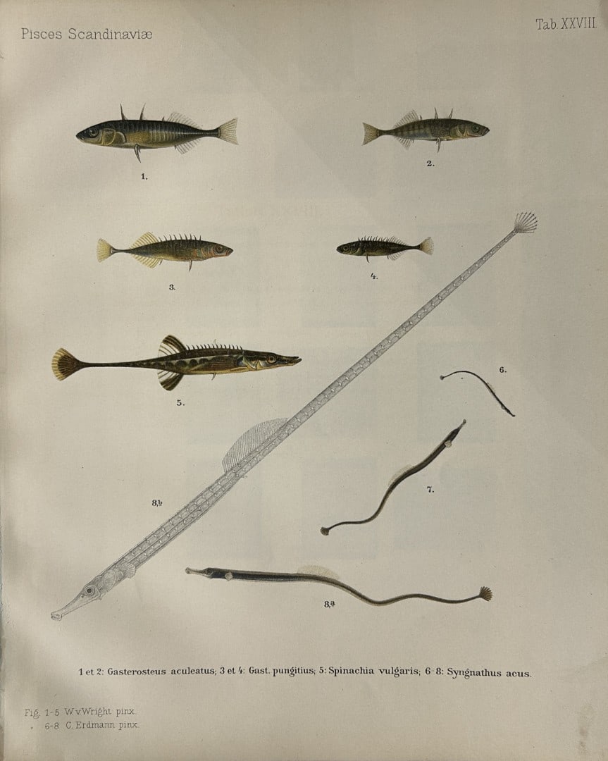 Wilhelm von Wright - Beautiful lithograph of Scandinavian Fishes 1892: This lithograph is from the second larger edition of Skandinaviens Fiskar or The Fishes of Scandinavia drawn by Wilhelm von Wright.Published by Norsted and Soners Forlag, Stockholm, 1892.This work pro