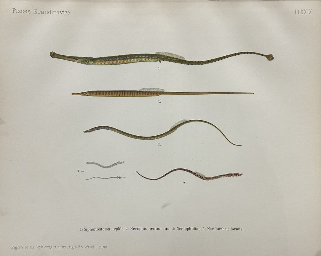 Wilhelm von Wright - Beautiful lithograph of Scandinavian Fishes 1892: This lithograph is from the second larger edition of Skandinaviens Fiskar or The Fishes of Scandinavia drawn by Wilhelm von Wright.Published by Norsted and Soners Forlag, Stockholm, 1892.This work pro