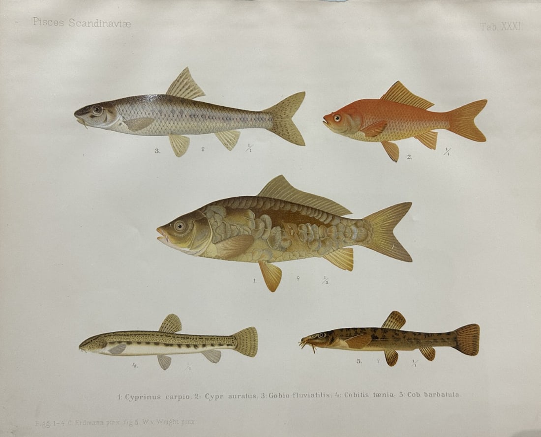 Wilhelm von Wright - Beautiful lithograph of Scandinavian Fishes 1892: This lithograph is from the second larger edition of Skandinaviens Fiskar or The Fishes of Scandinavia drawn by Wilhelm von Wright.Published by Norsted and Soners Forlag, Stockholm, 1892.This work pro