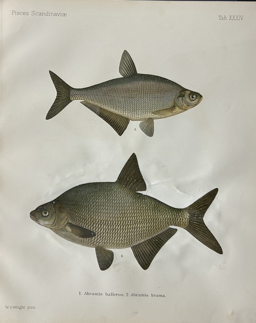 Wilhelm von Wright - Beautiful lithograph of Scandinavian Fishes 1892: This lithograph is from the second larger edition of Skandinaviens Fiskar or The Fishes of Scandinavia drawn by Wilhelm von Wright.Published by Norsted and Soners Forlag, Stockholm, 1892.This work pro