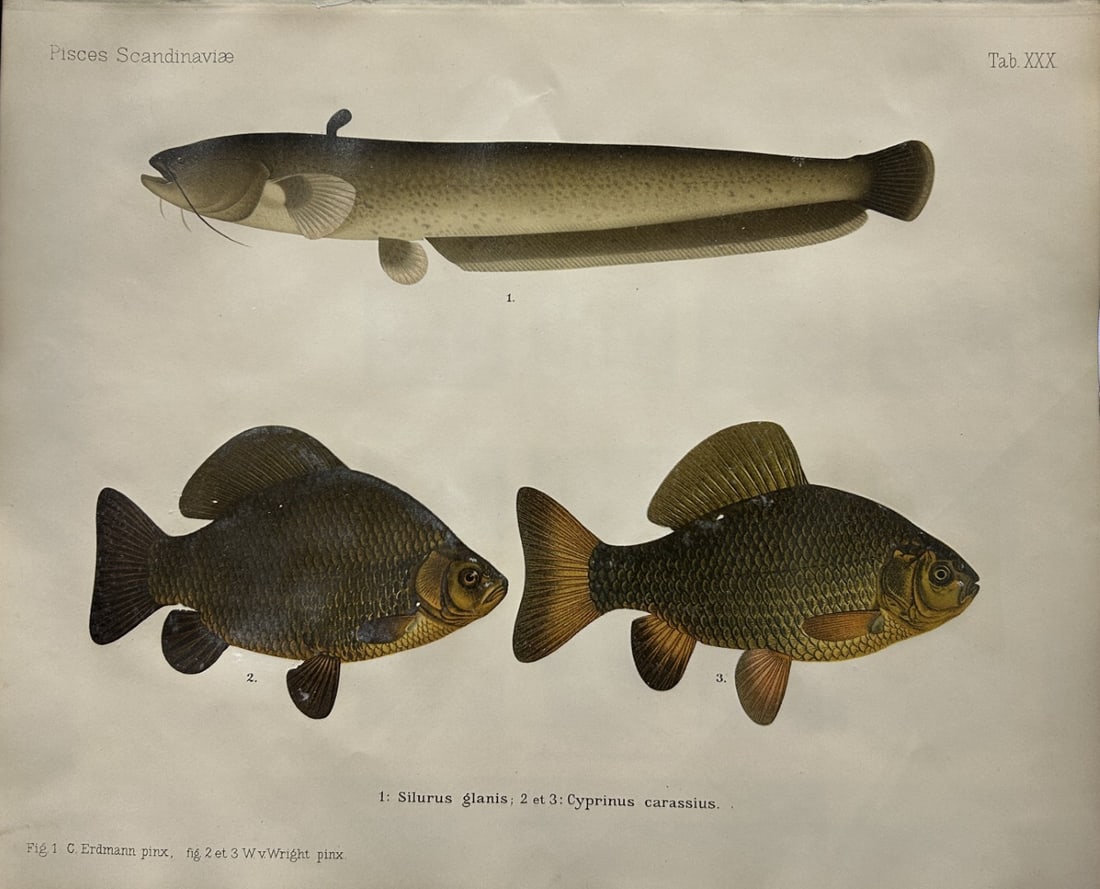 Wilhelm von Wright - Beautiful lithograph of Scandinavian Fishes 1892: This lithograph is from the second larger edition of Skandinaviens Fiskar or The Fishes of Scandinavia drawn by Wilhelm von Wright.Published by Norsted and Soners Forlag, Stockholm, 1892.This work pro