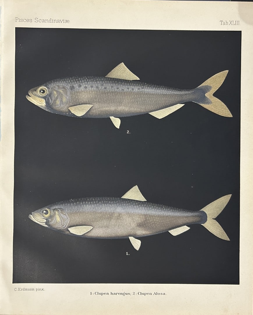 Wilhelm von Wright - Beautiful lithograph of Scandinavian Fishes 1892: This lithograph is from the second larger edition of Skandinaviens Fiskar or The Fishes of Scandinavia drawn by Wilhelm von Wright.Published by Norsted and Soners Forlag, Stockholm, 1892.This work pro