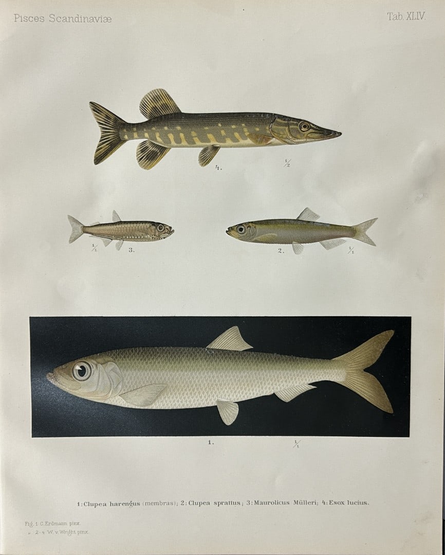 Wilhelm von Wright - Beautiful lithograph of Scandinavian Fishes 1892: This lithograph is from the second larger edition of Skandinaviens Fiskar or The Fishes of Scandinavia drawn by Wilhelm von Wright.Published by Norsted and Soners Forlag, Stockholm, 1892.This work pro