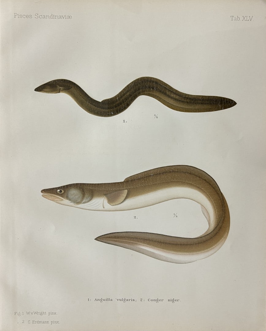 Wilhelm von Wright - Beautiful lithograph of Scandinavian Fishes 1892: This lithograph is from the second larger edition of Skandinaviens Fiskar or The Fishes of Scandinavia drawn by Wilhelm von Wright.Published by Norsted and Soners Forlag, Stockholm, 1892.This work pro