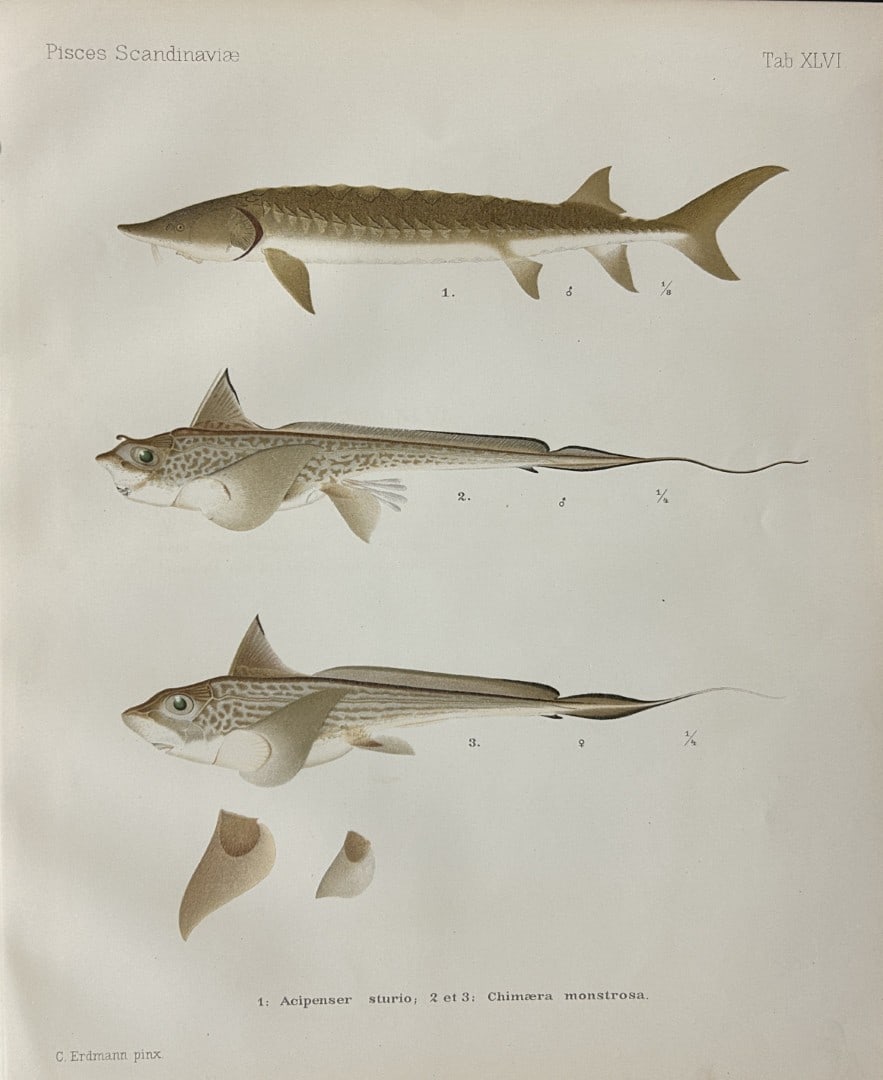 Wilhelm von Wright - Beautiful lithograph of Scandinavian Fishes 1892: This lithograph is from the second larger edition of Skandinaviens Fiskar or The Fishes of Scandinavia drawn by Wilhelm von Wright.Published by Norsted and Soners Forlag, Stockholm, 1892.This work pro