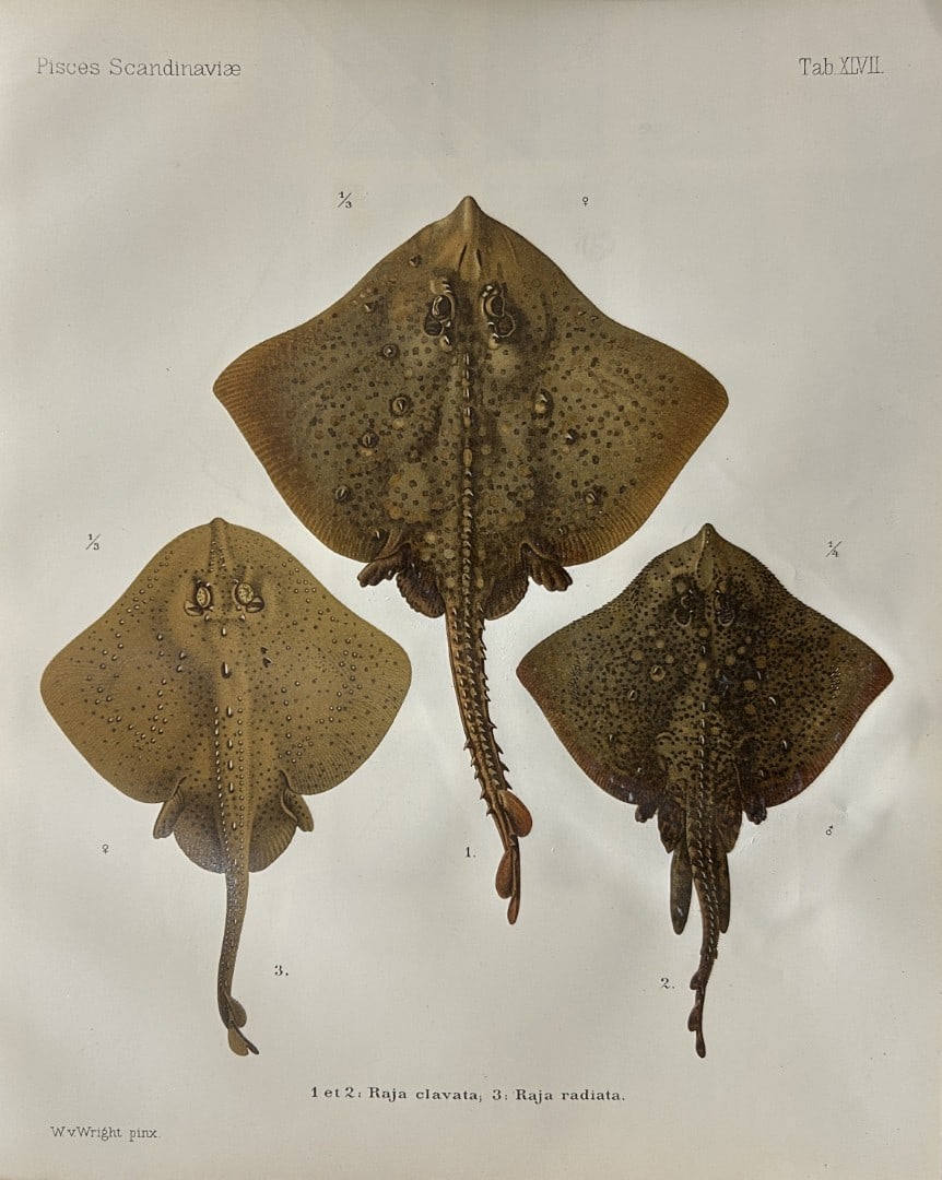 Wilhelm von Wright - Beautiful lithograph of Scandinavian Fishes 1892: This lithograph is from the second larger edition of Skandinaviens Fiskar or The Fishes of Scandinavia drawn by Wilhelm von Wright.Published by Norsted and Soners Forlag, Stockholm, 1892.This work pro