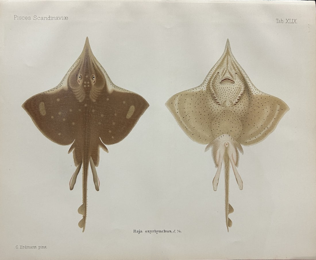 Wilhelm von Wright - Beautiful lithograph of Scandinavian Fishes 1892: This lithograph is from the second larger edition of Skandinaviens Fiskar or The Fishes of Scandinavia drawn by Wilhelm von Wright.Published by Norsted and Soners Forlag, Stockholm, 1892.This work pro