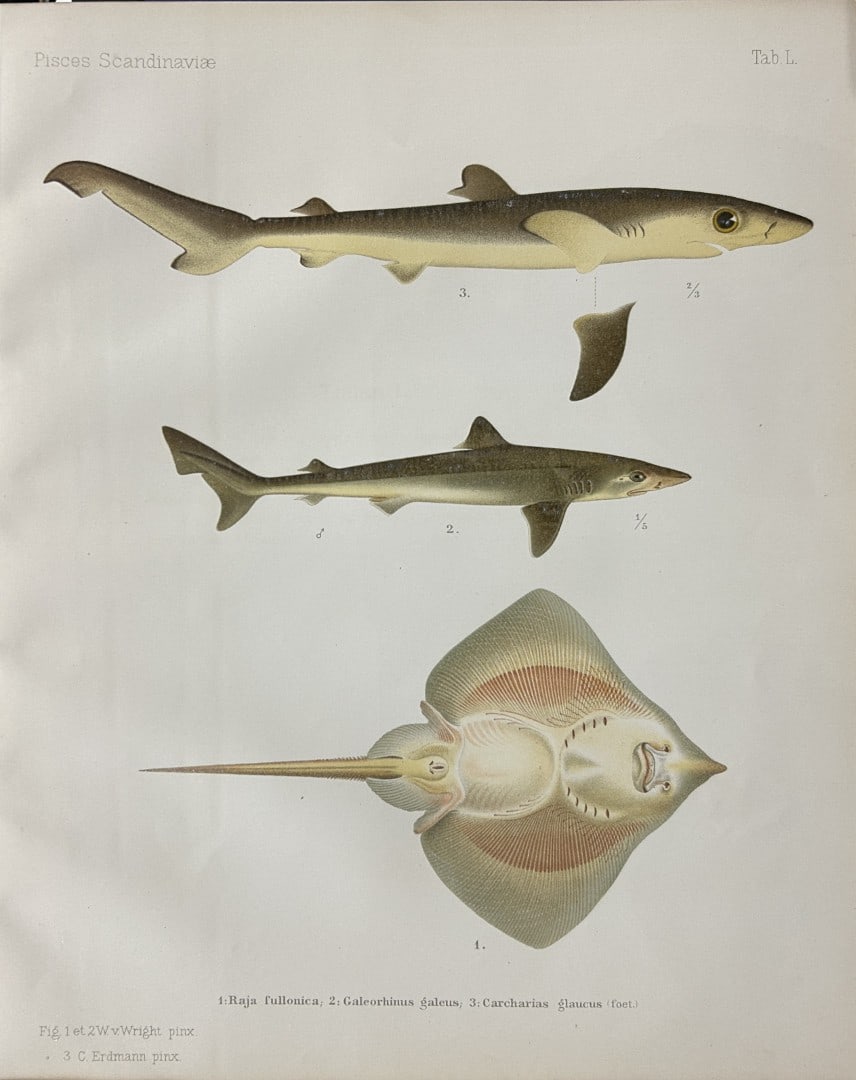 Wilhelm von Wright - Beautiful lithograph of Scandinavian Fishes 1892: This lithograph is from the second larger edition of Skandinaviens Fiskar or The Fishes of Scandinavia drawn by Wilhelm von Wright.Published by Norsted and Soners Forlag, Stockholm, 1892.This work pro