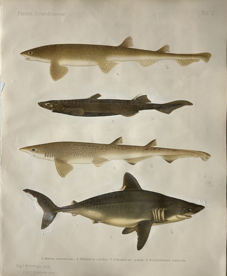 Wilhelm von Wright - Beautiful lithograph of Scandinavian Fishes 1892: This lithograph is from the second larger edition of Skandinaviens Fiskar or The Fishes of Scandinavia drawn by Wilhelm von Wright.Published by Norsted and Soners Forlag, Stockholm, 1892.This work pro