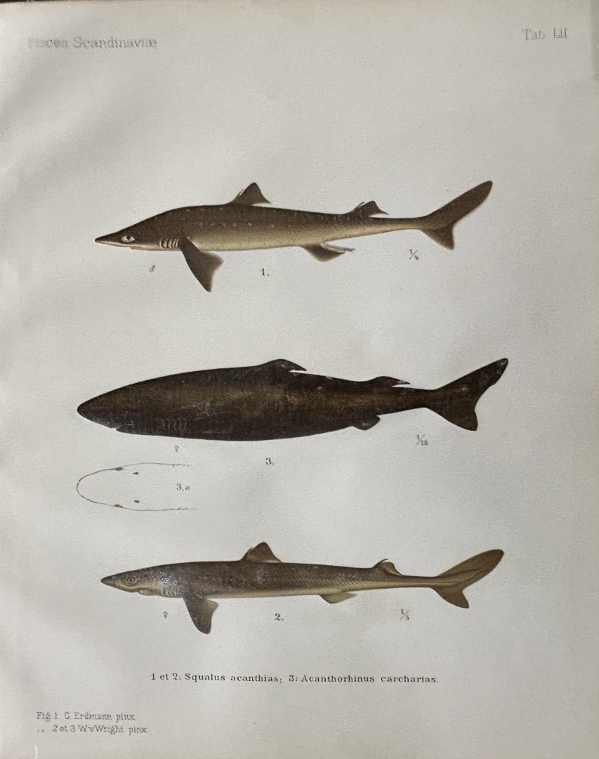 Wilhelm von Wright - Beautiful lithograph of Scandinavian Fishes 1892: This lithograph is from the second larger edition of Skandinaviens Fiskar or The Fishes of Scandinavia drawn by Wilhelm von Wright.Published by Norsted and Soners Forlag, Stockholm, 1892.This work pro
