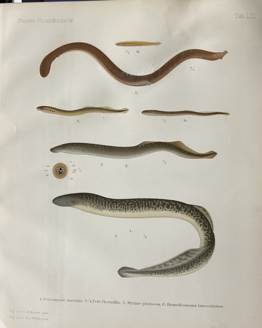 Wilhelm von Wright - Beautiful lithograph of Scandinavian Fishes 1892: This lithograph is from the second larger edition of Skandinaviens Fiskar or The Fishes of Scandinavia drawn by Wilhelm von Wright.Published by Norsted and Soners Forlag, Stockholm, 1892.This work pro