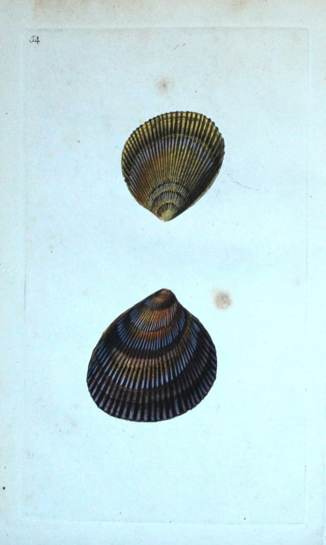 Edward Donovan - Hand-coloured engraving of shells 1800: This beautiful hand-coloured engraving is from The Natural History of British Shells by Edward Donovan. Printed by F and C Rivington, London 1800. These prints are prized for their artistry and compos