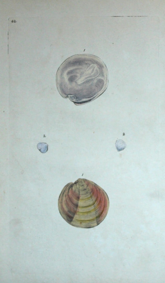 Edward Donovan - Hand-coloured engraving of shells 1800: This beautiful hand-coloured engraving is from The Natural History of British Shells by Edward Donovan. Printed by F and C Rivington, London 1800. These prints are prized for their artistry and compos