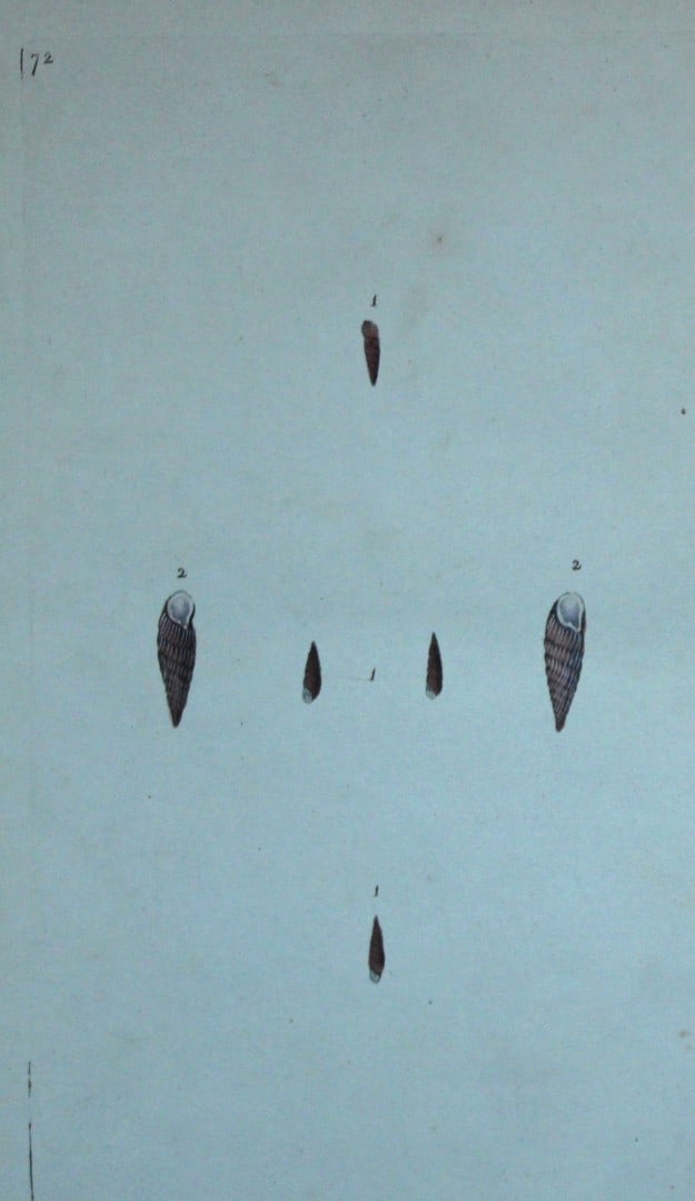 Edward Donovan - Hand-coloured engraving of shells 1800: This beautiful hand-coloured engraving is from The Natural History of British Shells by Edward Donovan. Printed by F and C Rivington, London 1800. These prints are prized for their artistry and compos