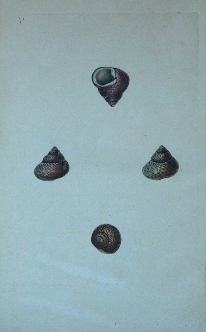 Edward Donovan - Hand-coloured engraving of shells 1800: This beautiful hand-coloured engraving is from The Natural History of British Shells by Edward Donovan. Printed by F and C Rivington, London 1800. These prints are prized for their artistry and compos