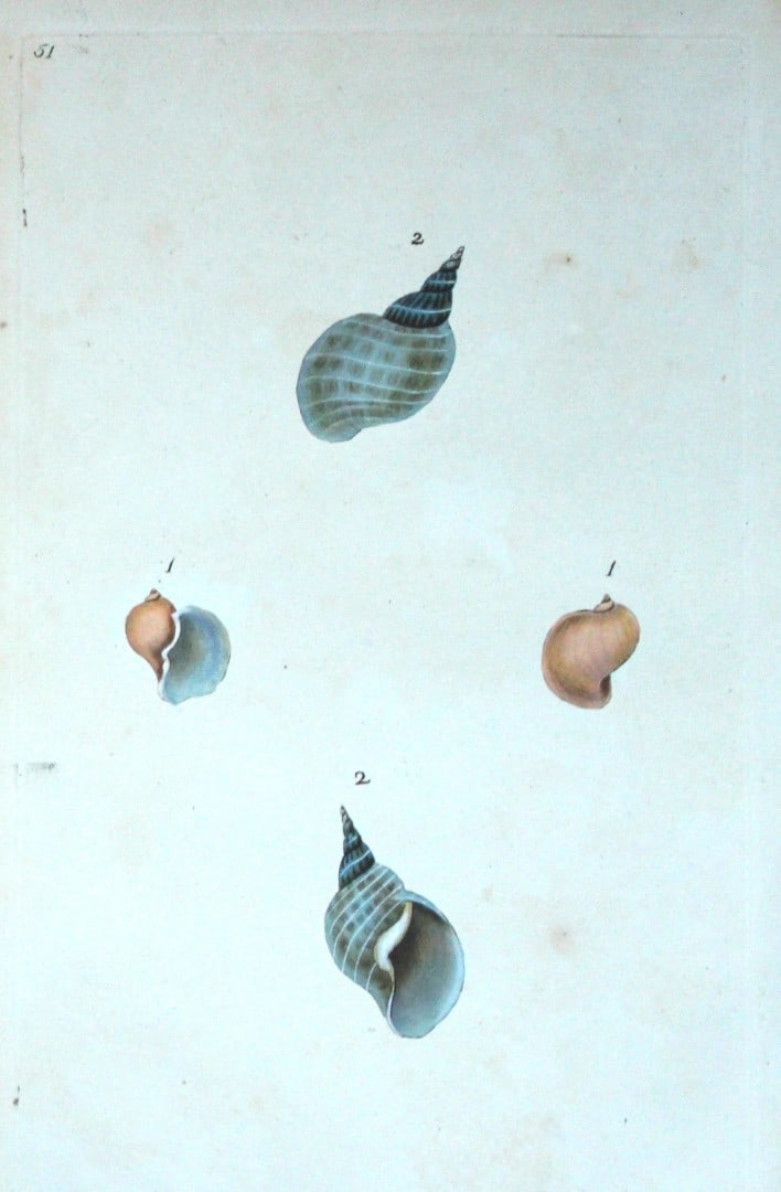 Edward Donovan - Hand-coloured engraving of shells 1800: This beautiful hand-coloured engraving is from The Natural History of British Shells by Edward Donovan. Printed by F and C Rivington, London 1800. These prints are prized for their artistry and compos