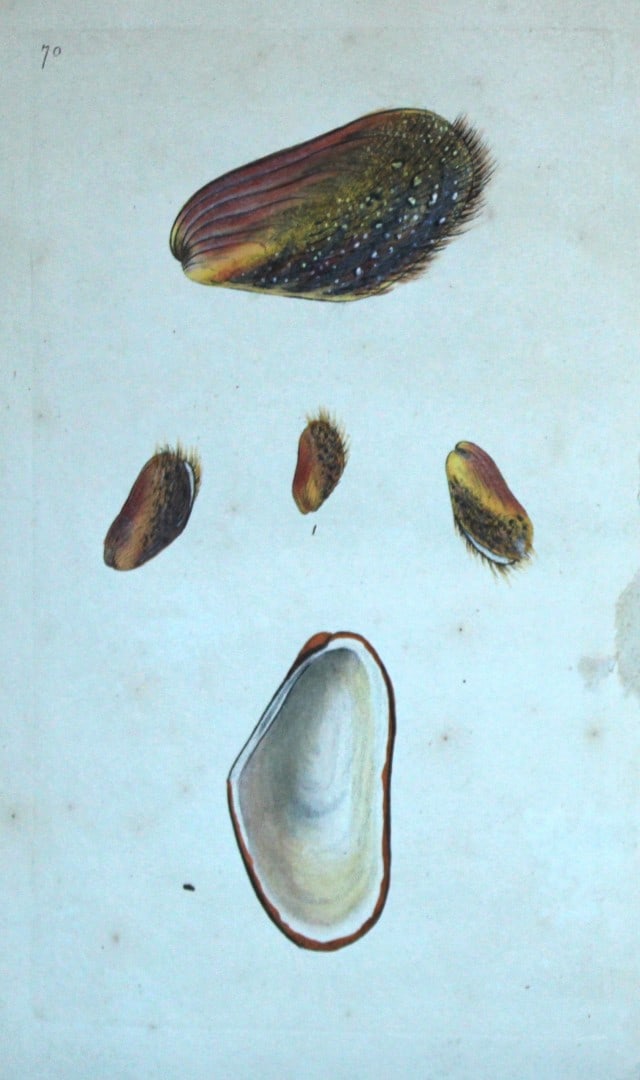 Edward Donovan - Hand-coloured engraving of shells 1800: This beautiful hand-coloured engraving is from The Natural History of British Shells by Edward Donovan. Printed by F and C Rivington, London 1800. These prints are prized for their artistry and compos