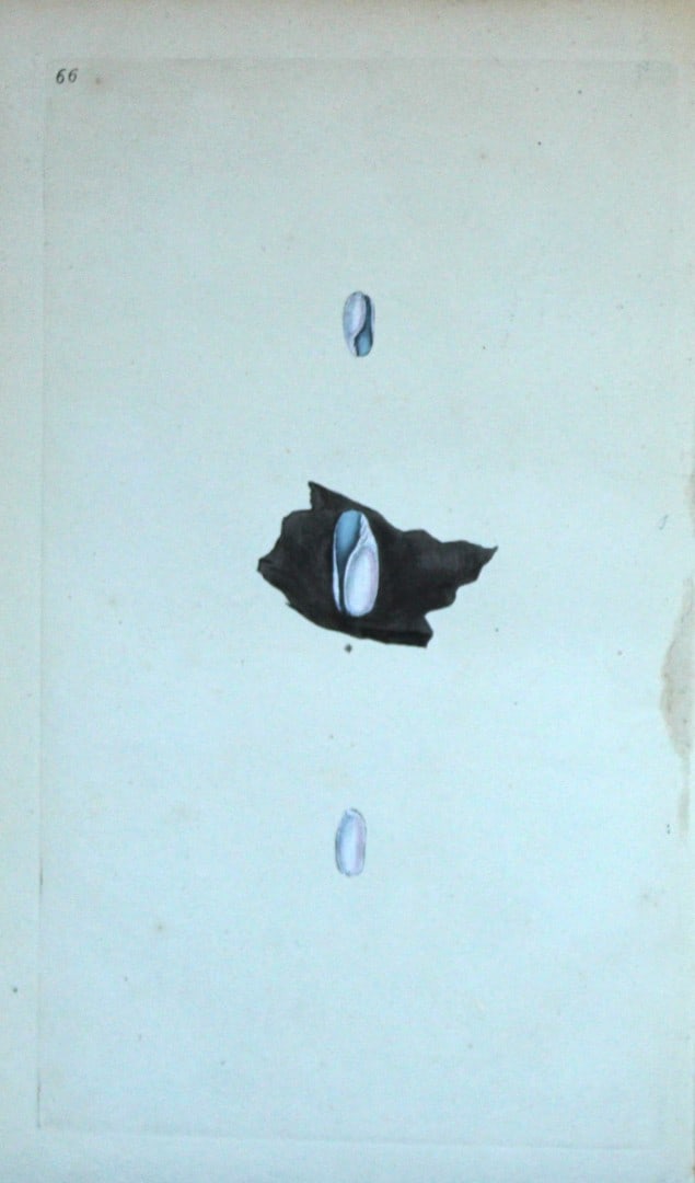 Edward Donovan - Hand-coloured engraving of shells 1800: This beautiful hand-coloured engraving is from The Natural History of British Shells by Edward Donovan. Printed by F and C Rivington, London 1800. These prints are prized for their artistry and compos