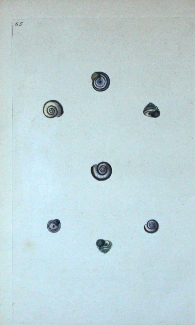 Edward Donovan - Hand-coloured engraving of shells 1800: This beautiful hand-coloured engraving is from The Natural History of British Shells by Edward Donovan. Printed by F and C Rivington, London 1800. These prints are prized for their artistry and compos