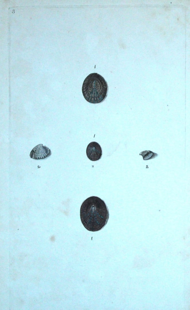 Edward Donovan - Hand-coloured engraving of shells 1800: This beautiful hand-coloured engraving is from The Natural History of British Shells by Edward Donovan. Printed by F and C Rivington, London 1800. These prints are prized for their artistry and compos