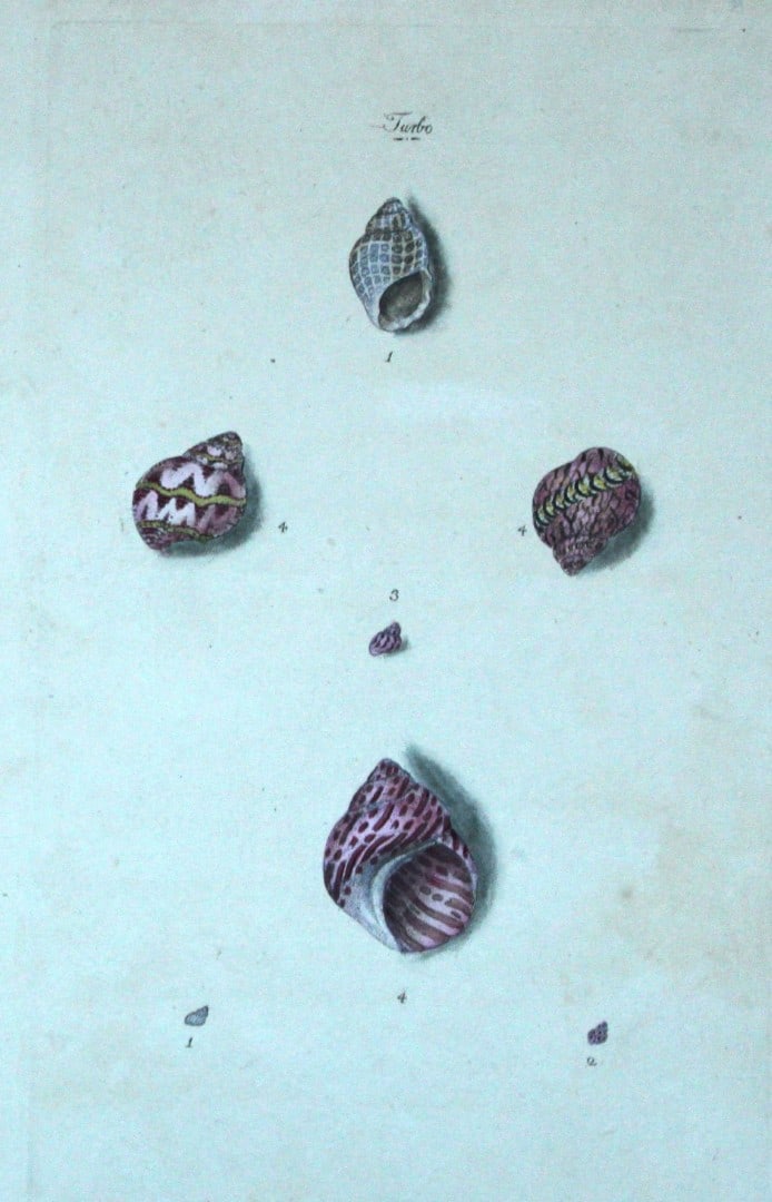 Edward Donovan - Hand-coloured engraving of shells 1800: This beautiful hand-coloured engraving is from The Natural History of British Shells by Edward Donovan. Printed by F and C Rivington, London 1800. These prints are prized for their artistry and compos