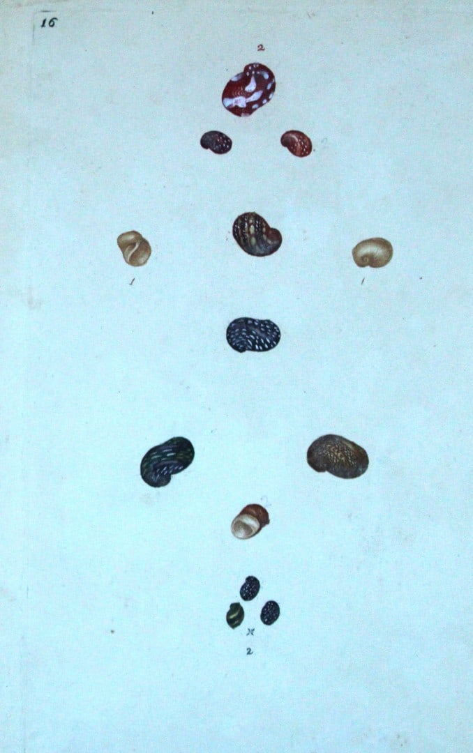 Edward Donovan - Hand-coloured engraving of shells 1800: This beautiful hand-coloured engraving is from The Natural History of British Shells by Edward Donovan. Printed by F and C Rivington, London 1800. These prints are prized for their artistry and compos