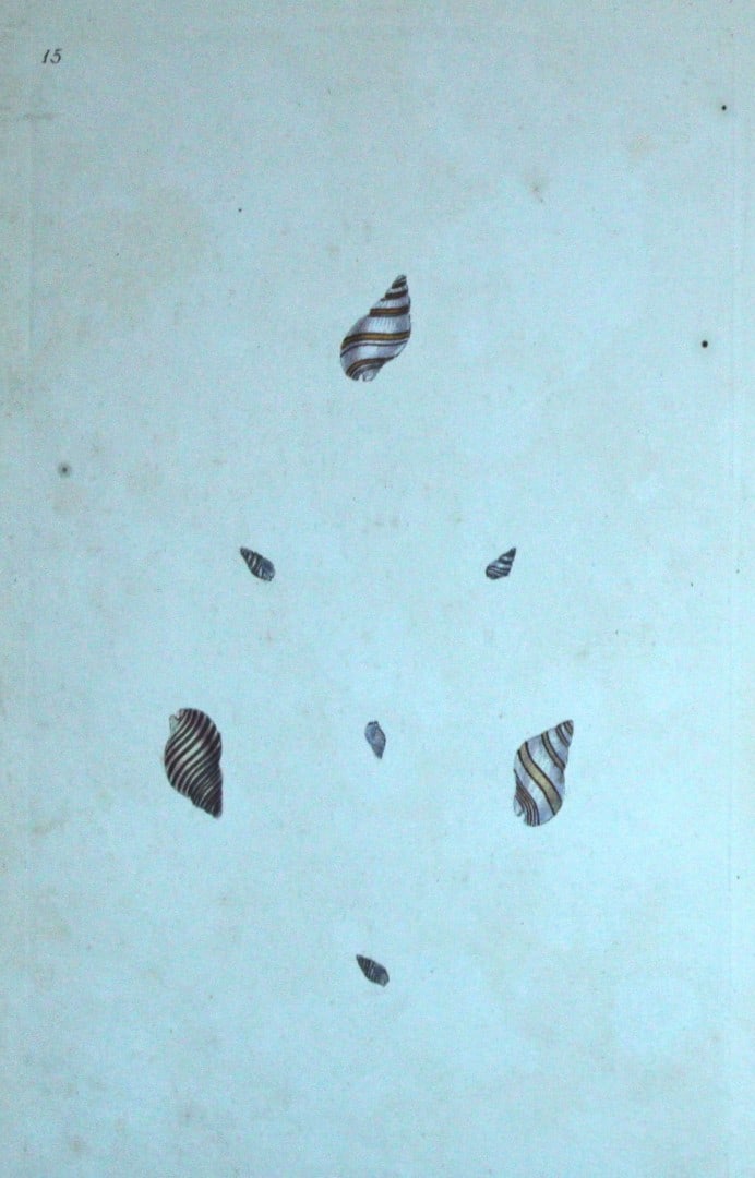 Edward Donovan - Hand-coloured engraving of shells 1800: This beautiful hand-coloured engraving is from The Natural History of British Shells by Edward Donovan. Printed by F and C Rivington, London 1800. These prints are prized for their artistry and compos