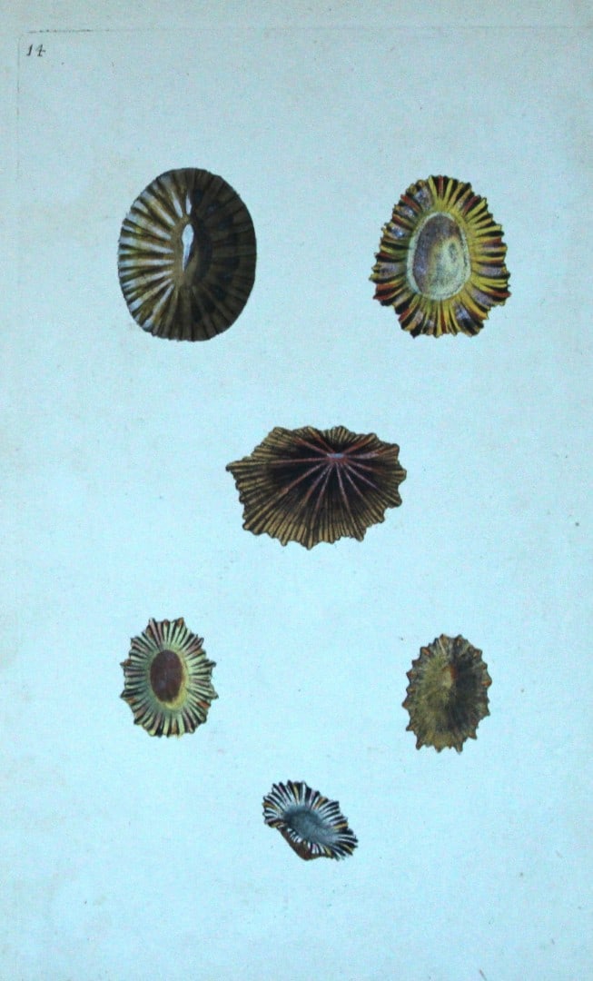 Edward Donovan - Hand-coloured engraving of shells 1800: This beautiful hand-coloured engraving is from The Natural History of British Shells by Edward Donovan. Printed by F and C Rivington, London 1800. These prints are prized for their artistry and compos