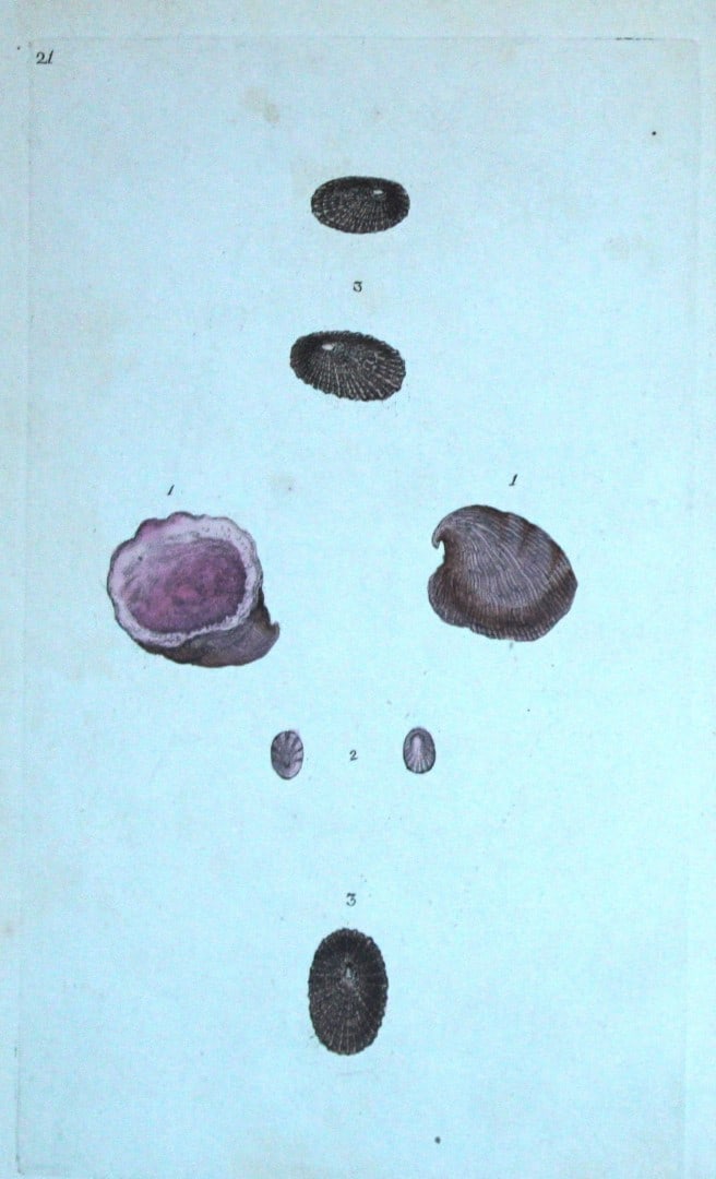 Edward Donovan - Hand-coloured engraving of shells 1800: This beautiful hand-coloured engraving is from The Natural History of British Shells by Edward Donovan. Printed by F and C Rivington, London 1800. These prints are prized for their artistry and compos