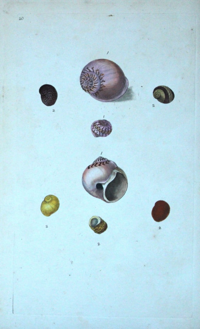 Edward Donovan - Hand-coloured engraving of shells 1800: This beautiful hand-coloured engraving is from The Natural History of British Shells by Edward Donovan. Printed by F and C Rivington, London 1800. These prints are prized for their artistry and compos