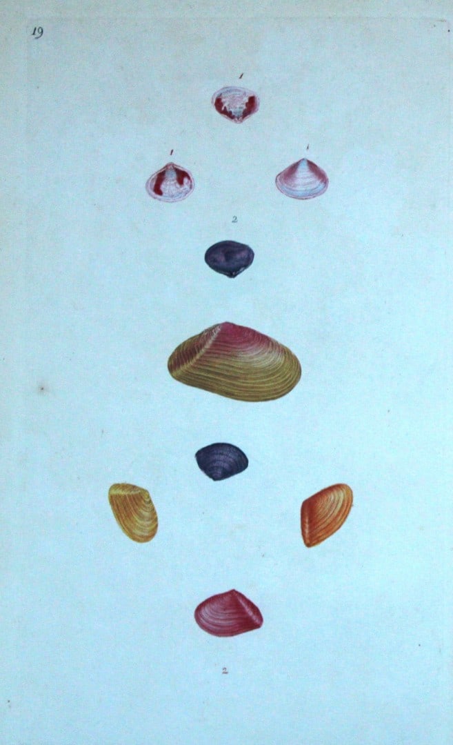 Edward Donovan - Hand-coloured engraving of shells 1800: This beautiful hand-coloured engraving is from The Natural History of British Shells by Edward Donovan. Printed by F and C Rivington, London 1800. These prints are prized for their artistry and compos