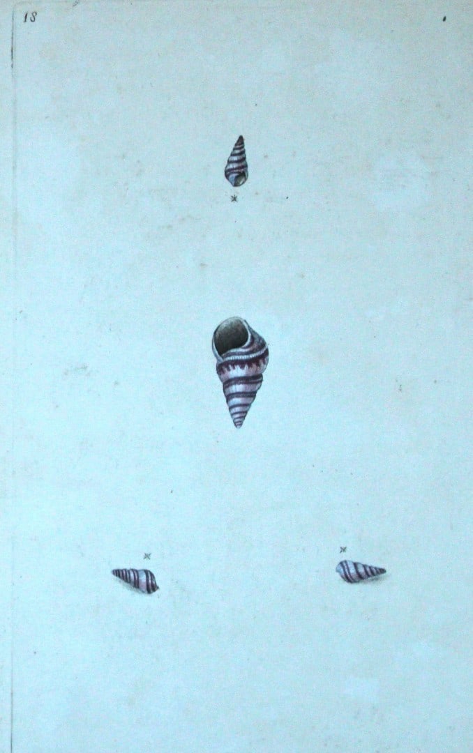 Edward Donovan - Hand-coloured engraving of shells 1800: This beautiful hand-coloured engraving is from The Natural History of British Shells by Edward Donovan. Printed by F and C Rivington, London 1800. These prints are prized for their artistry and compos