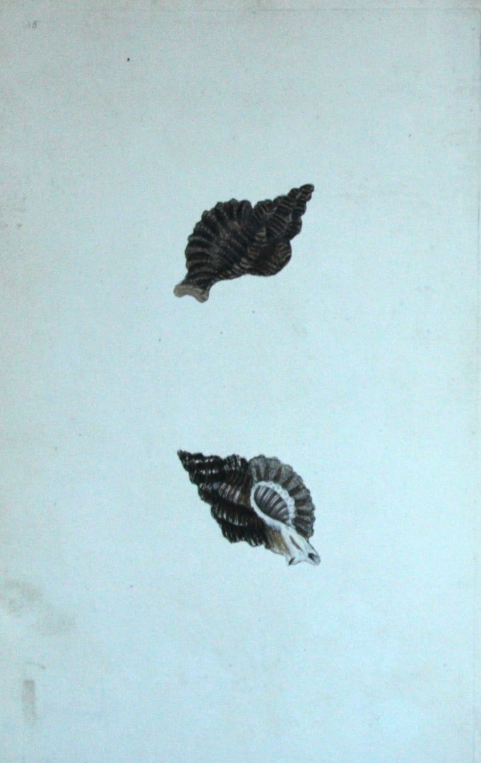 Edward Donovan - Hand-coloured engraving of shells 1800: This beautiful hand-coloured engraving is from The Natural History of British Shells by Edward Donovan. Printed by F and C Rivington, London 1800. These prints are prized for their artistry and compos