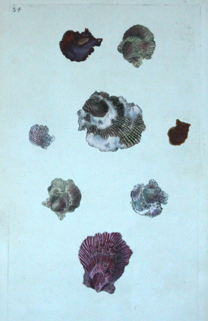 Edward Donovan - Hand-coloured engraving of shells 1800: This beautiful hand-coloured engraving is from The Natural History of British Shells by Edward Donovan. Printed by F and C Rivington, London 1800. These prints are prized for their artistry and compos