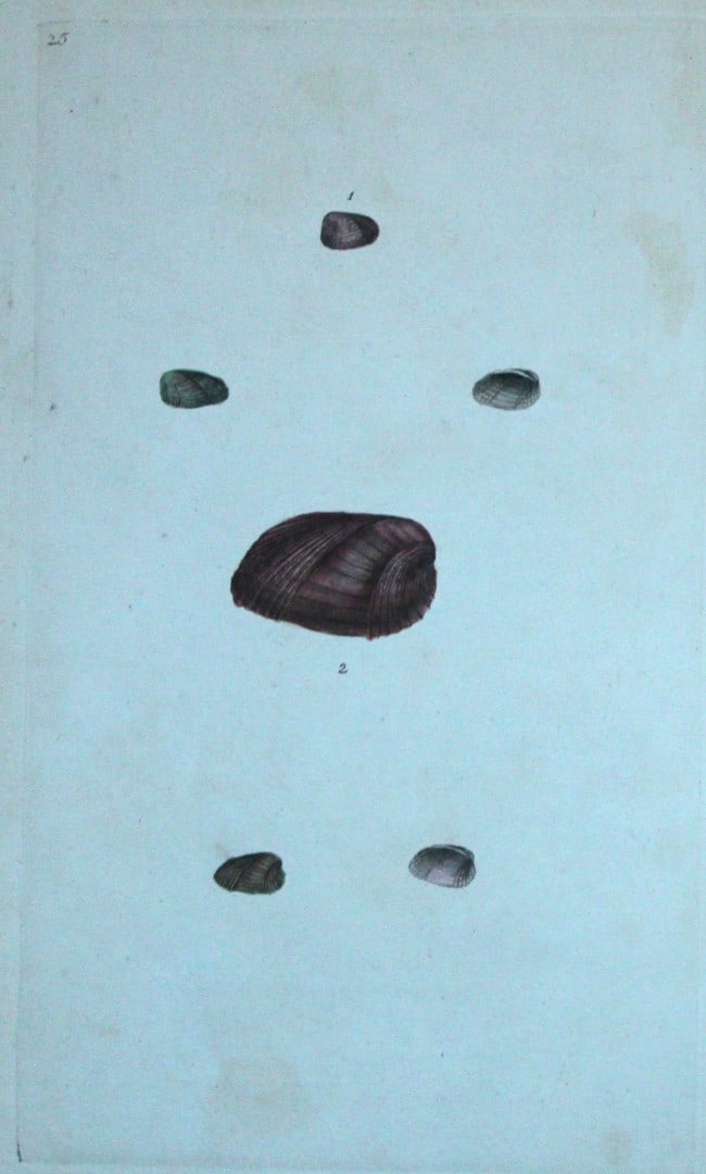 Edward Donovan - Hand-coloured engraving of shells 1800: This beautiful hand-coloured engraving is from The Natural History of British Shells by Edward Donovan. Printed by F and C Rivington, London 1800. These prints are prized for their artistry and compos