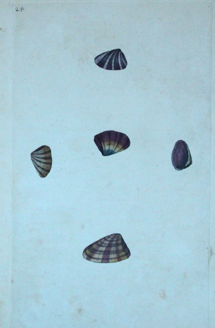 Edward Donovan - Hand-coloured engraving of shells 1800: This beautiful hand-coloured engraving is from The Natural History of British Shells by Edward Donovan. Printed by F and C Rivington, London 1800. These prints are prized for their artistry and compos