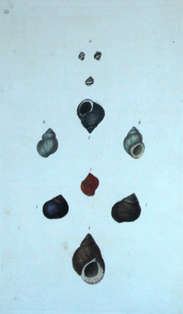Edward Donovan - Hand-coloured engraving of shells 1800: This beautiful hand-coloured engraving is from The Natural History of British Shells by Edward Donovan. Printed by F and C Rivington, London 1800. These prints are prized for their artistry and compos