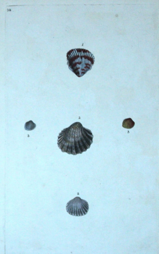 Edward Donovan - Hand-coloured engraving of shells 1800: This beautiful hand-coloured engraving is from The Natural History of British Shells by Edward Donovan. Printed by F and C Rivington, London 1800. These prints are prized for their artistry and compos