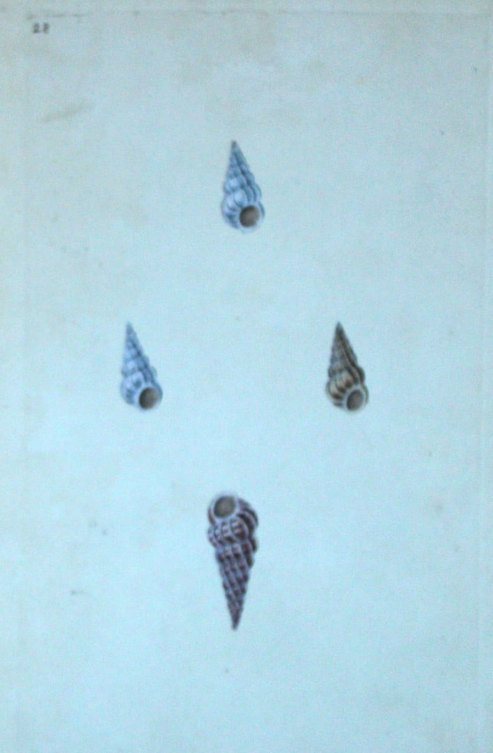 Edward Donovan - Hand-coloured engraving of shells 1800: This beautiful hand-coloured engraving is from The Natural History of British Shells by Edward Donovan. Printed by F and C Rivington, London 1800. These prints are prized for their artistry and compos