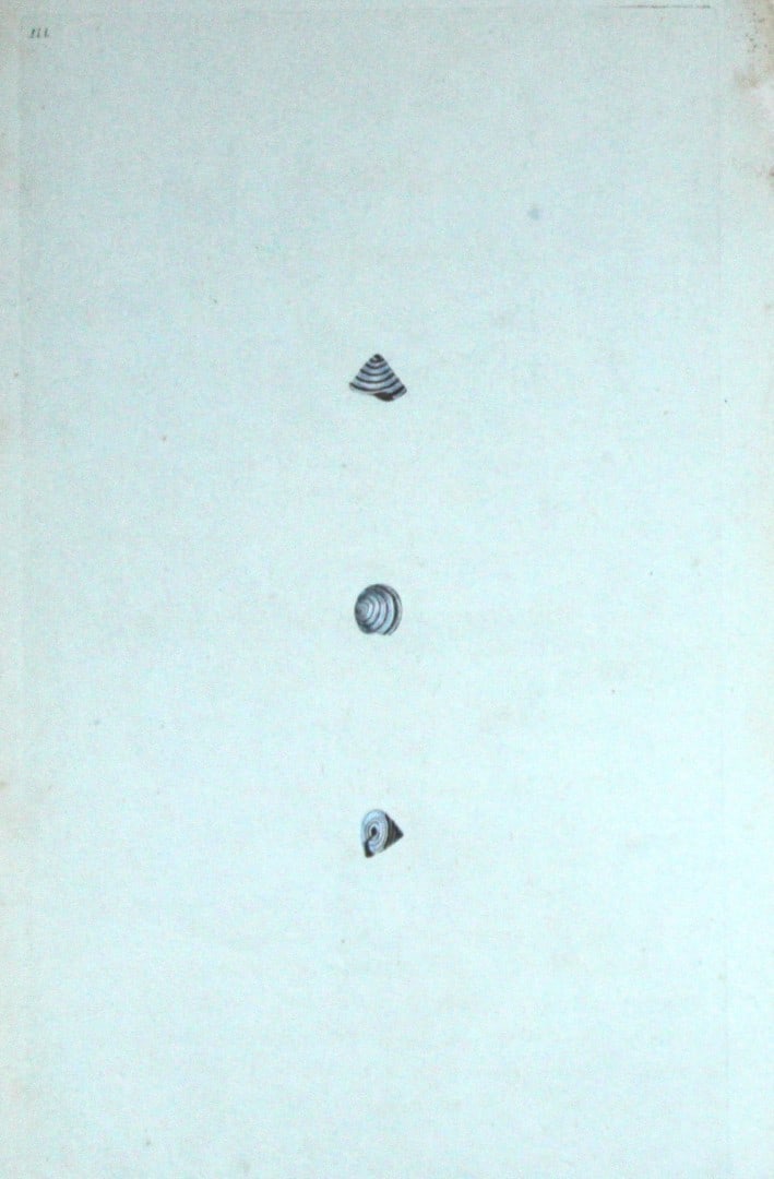 Edward Donovan - Hand-coloured engraving of shells 1800: This beautiful hand-coloured engraving is from The Natural History of British Shells by Edward Donovan. Printed by F and C Rivington, London 1800. These prints are prized for their artistry and compos