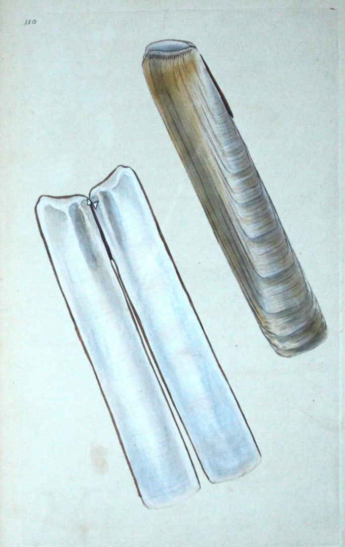 Edward Donovan - Hand-coloured engraving of shells 1800: This beautiful hand-coloured engraving is from The Natural History of British Shells by Edward Donovan. Printed by F and C Rivington, London 1800. These prints are prized for their artistry and compos