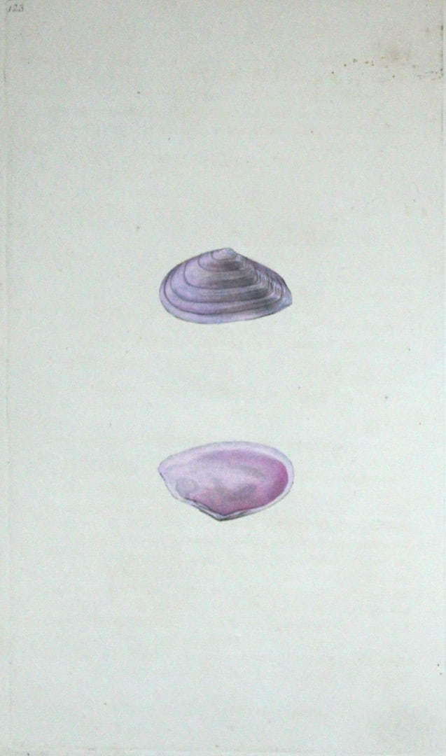 Edward Donovan - Hand-coloured engraving of shells 1800: This beautiful hand-coloured engraving is from The Natural History of British Shells by Edward Donovan. Printed by F and C Rivington, London 1800. These prints are prized for their artistry and compos
