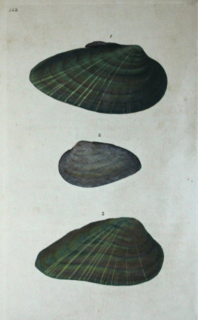 Edward Donovan - Hand-coloured engraving of shells 1800: This beautiful hand-coloured engraving is from The Natural History of British Shells by Edward Donovan. Printed by F and C Rivington, London 1800. These prints are prized for their artistry and compos