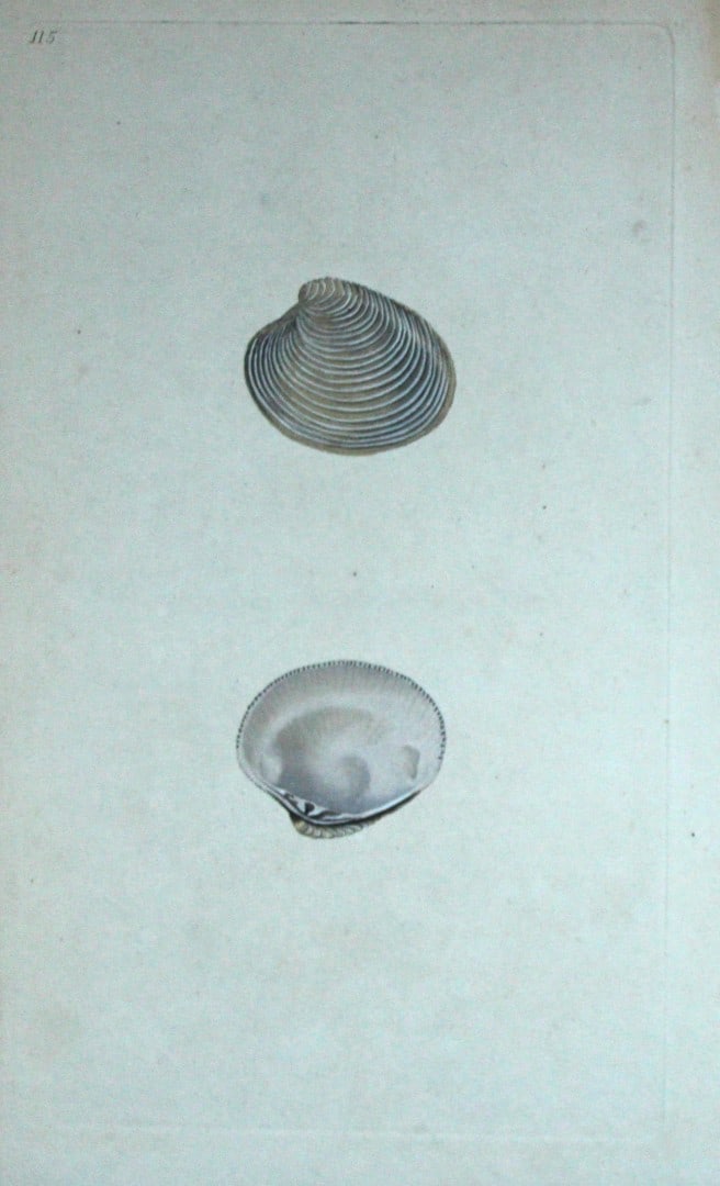 Edward Donovan - Hand-coloured engraving of shells 1800: This beautiful hand-coloured engraving is from The Natural History of British Shells by Edward Donovan. Printed by F and C Rivington, London 1800. These prints are prized for their artistry and compos